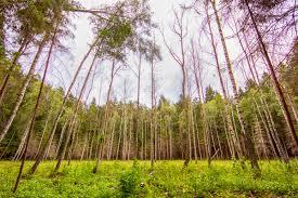 Rezerwat przyrody Redykajny